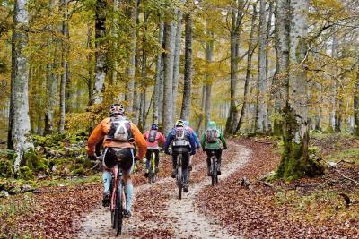 Grupo de ciclistas por un bosque
